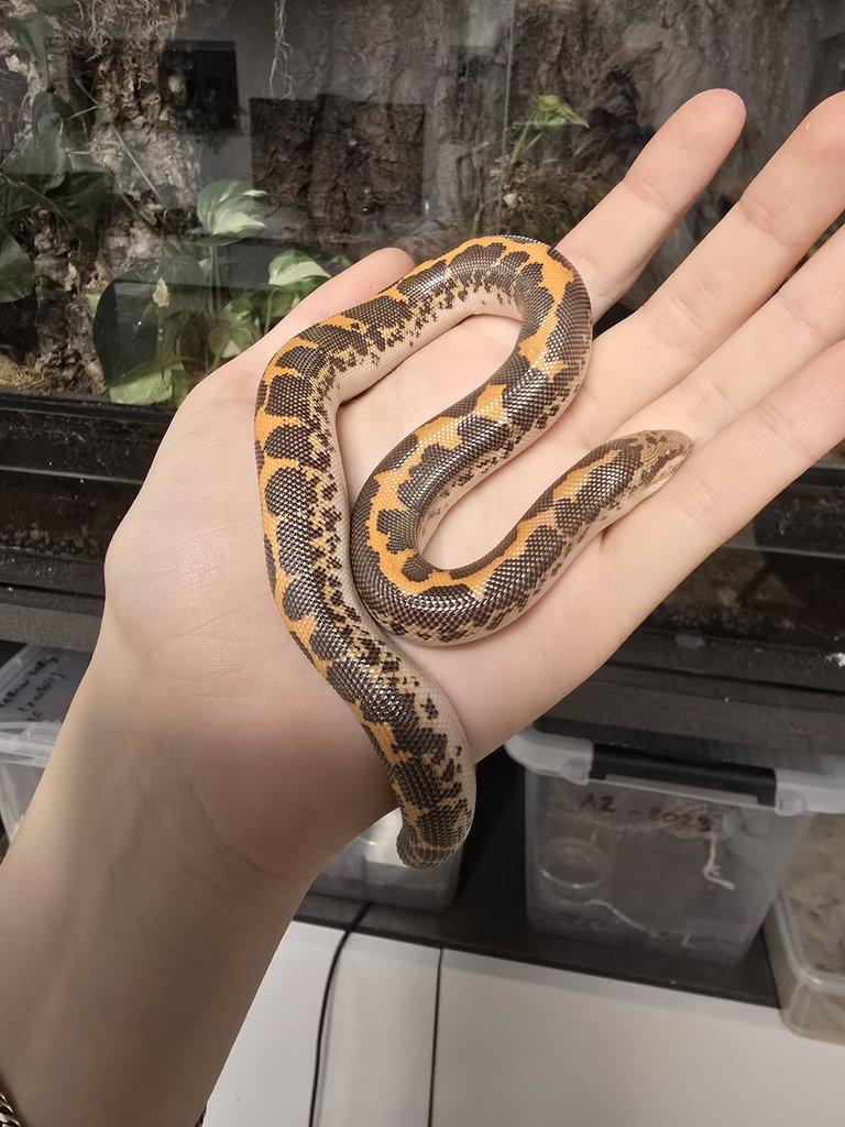Pár Eryx colubrinus loveridgei het snow a anery