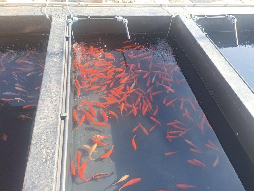 Koi kapr,karas zlatý,karas shubunkin,závojnatky,jeseteři,vodní šneci okružáci.