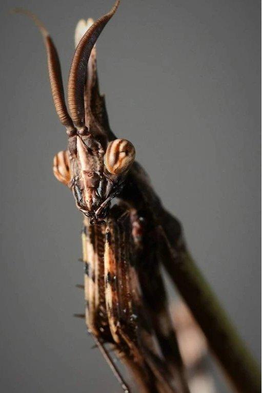 NOVÉ druhy kudlanek!!