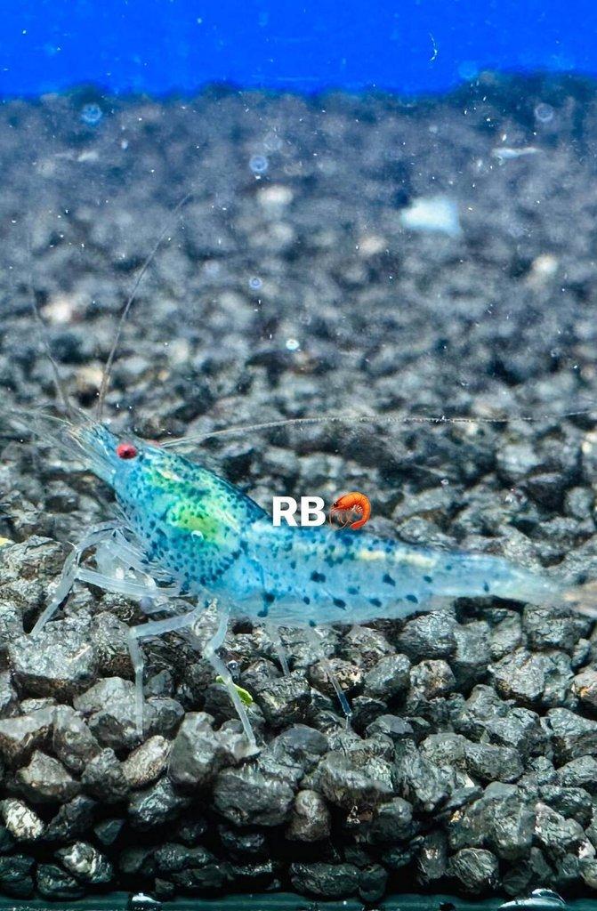 TOP PREMIUM AKVA KREVETKY Caridina a Neocaridina - Odchovy