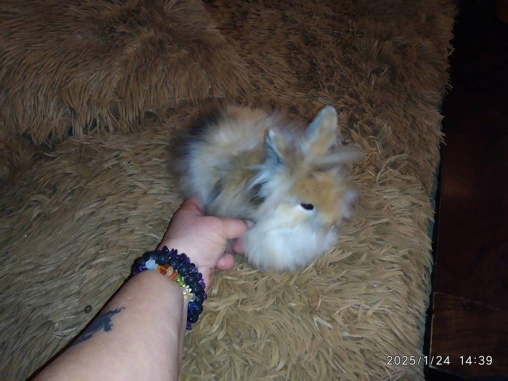 Teddy králíčci zakrslí dlouhosrstí, mláďata