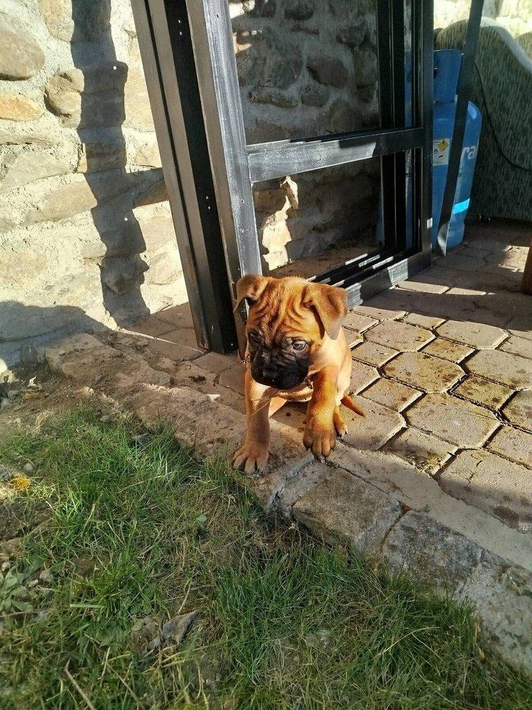 štěňata bullmastiff  bullmastIF