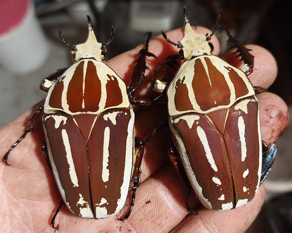 Nabídka imag a larev vybraných druhů brouků - Aktualizováno