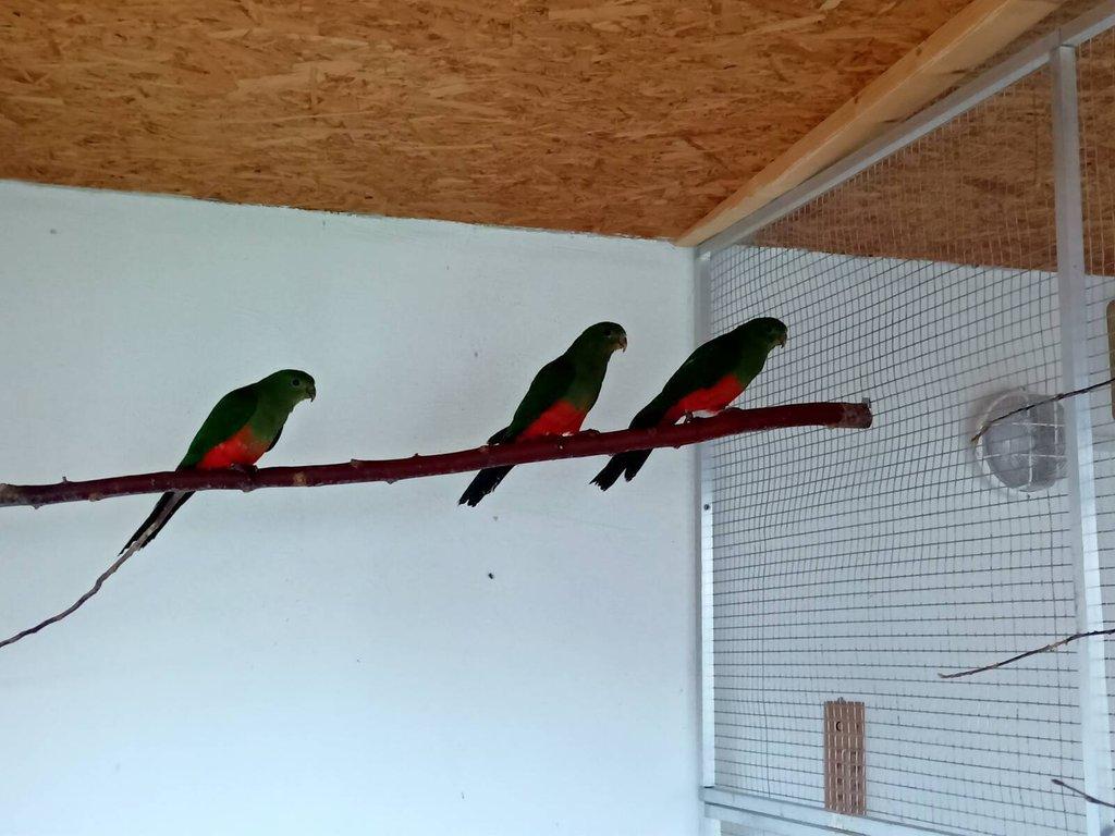 Papoušek královský