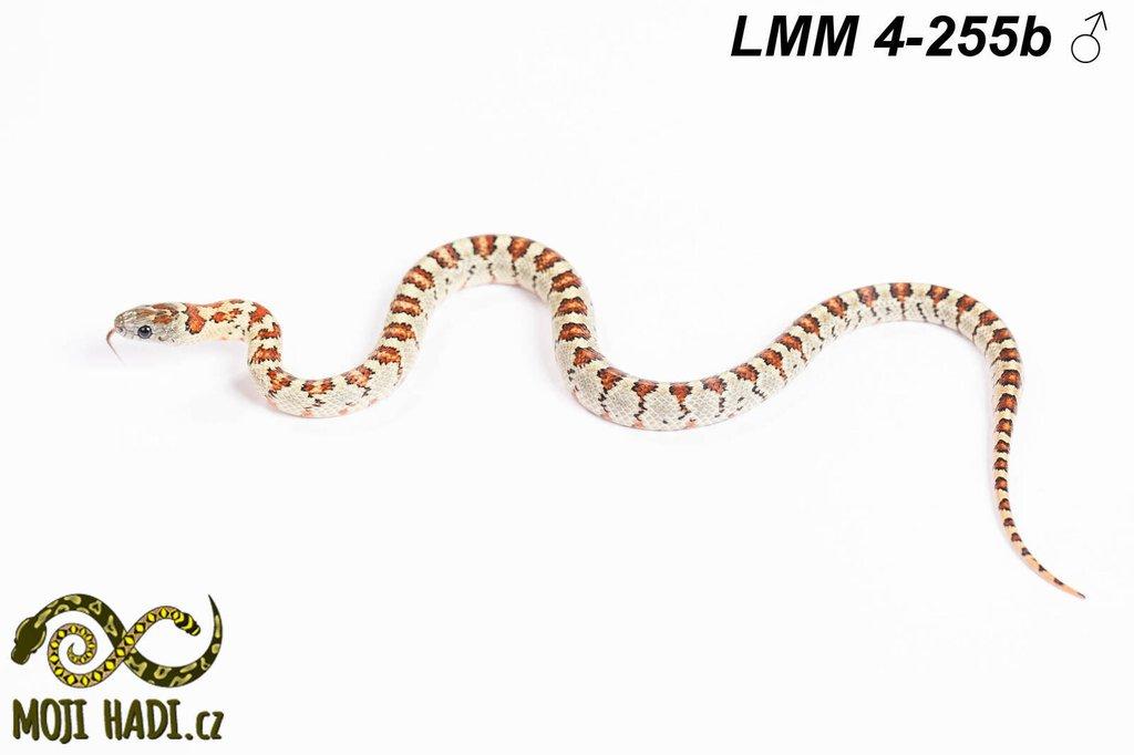 Lampropeltis mexicana mexicana - Korálovka mexická 2024