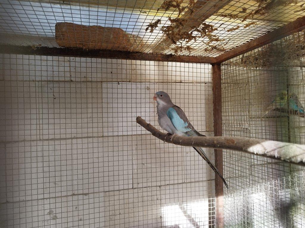 Papoušek alexandřin modrý