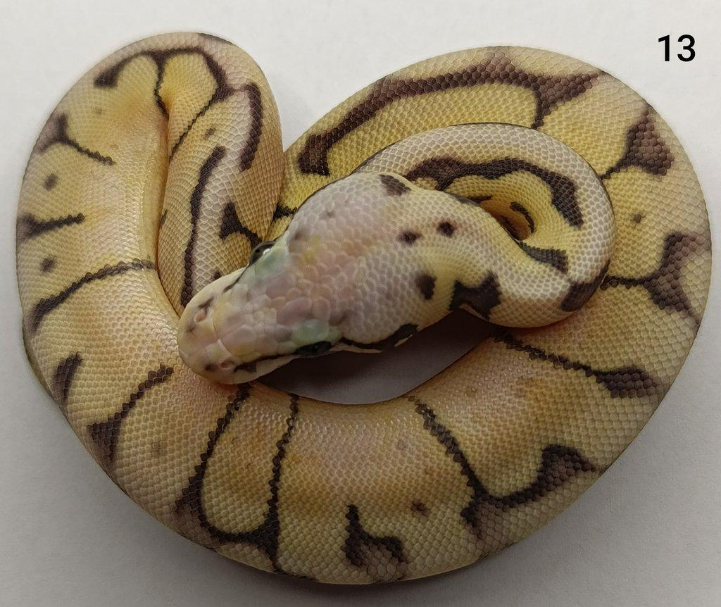Krajta královská/ Python regius