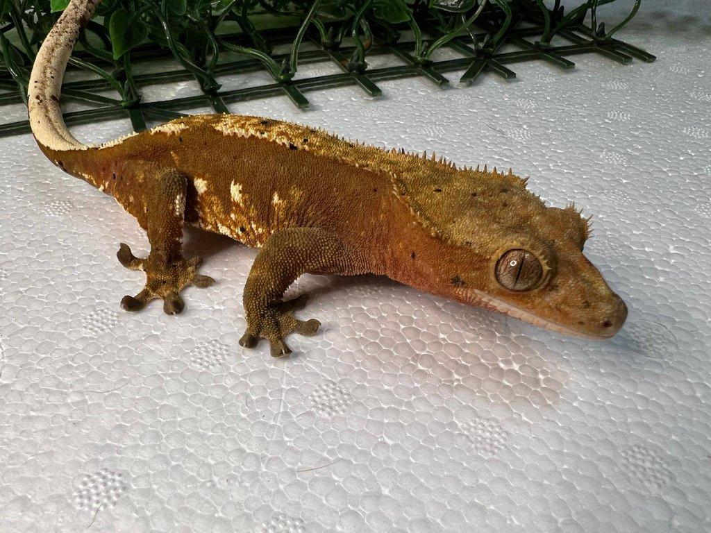 Pagekon řasnatý- Correlophus ciliatus