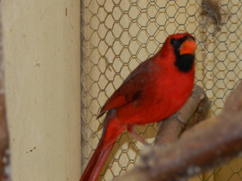 Kardinál červený,