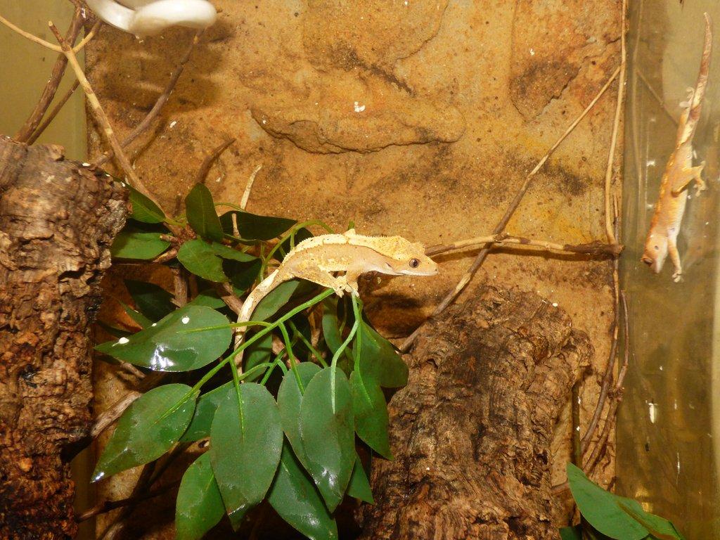 Pagekon řasnatý (Coreolophus ciliatus)