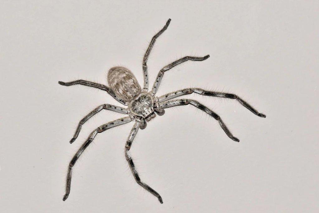 Holconia murrayensis (australian huntsman spider)