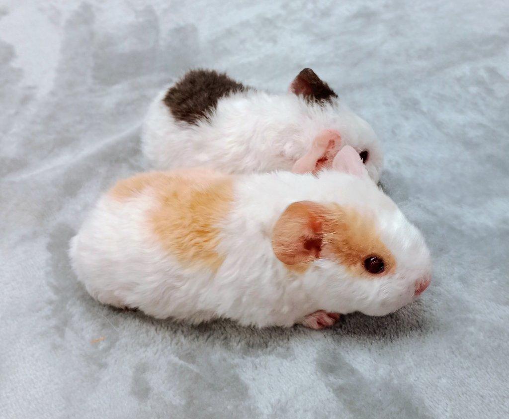 Morče US Teddy na prodej