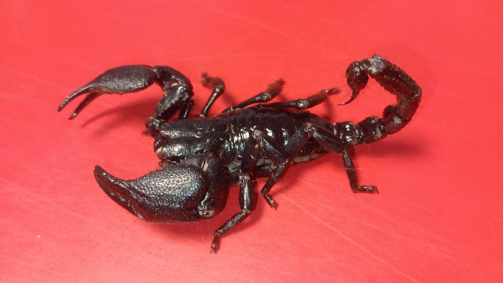 Veleštír modrý (Heterometrus cyaneus)