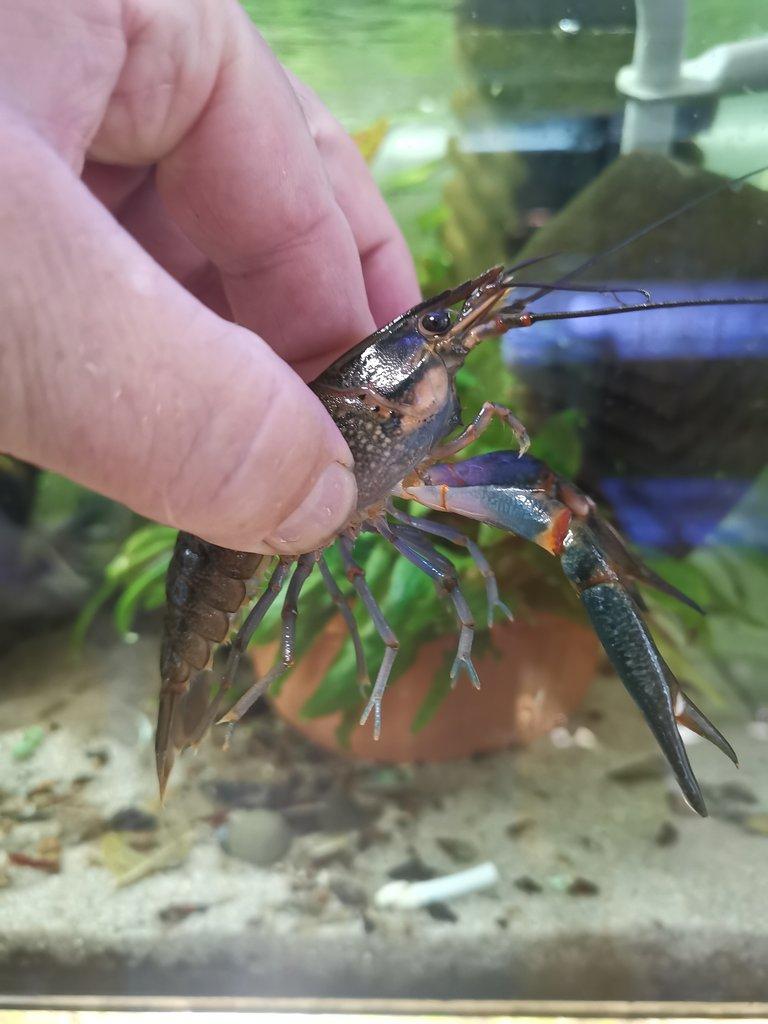 Cherax quadricarinatus blue
