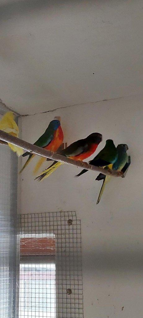 Neoféma modrohlavá