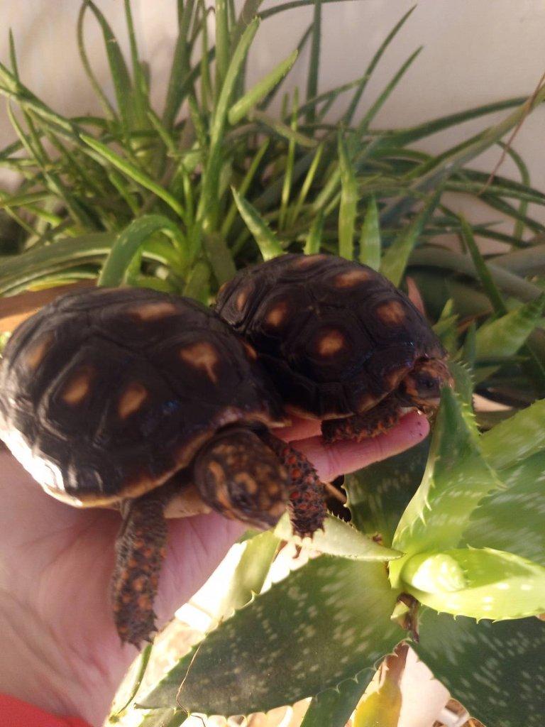 Želva uhlířská, dvě roční želvy/ Brno -venkov