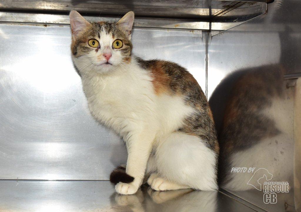 Našla se kočka v Homolích