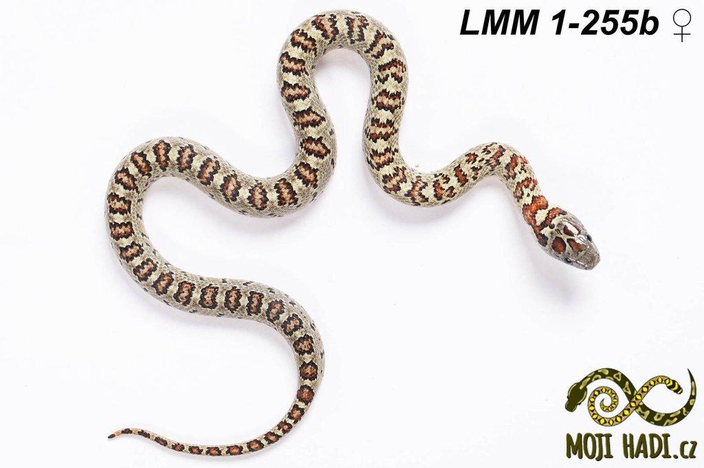 Lampropeltis mexicana mexicana - Korálovka mexická 2024