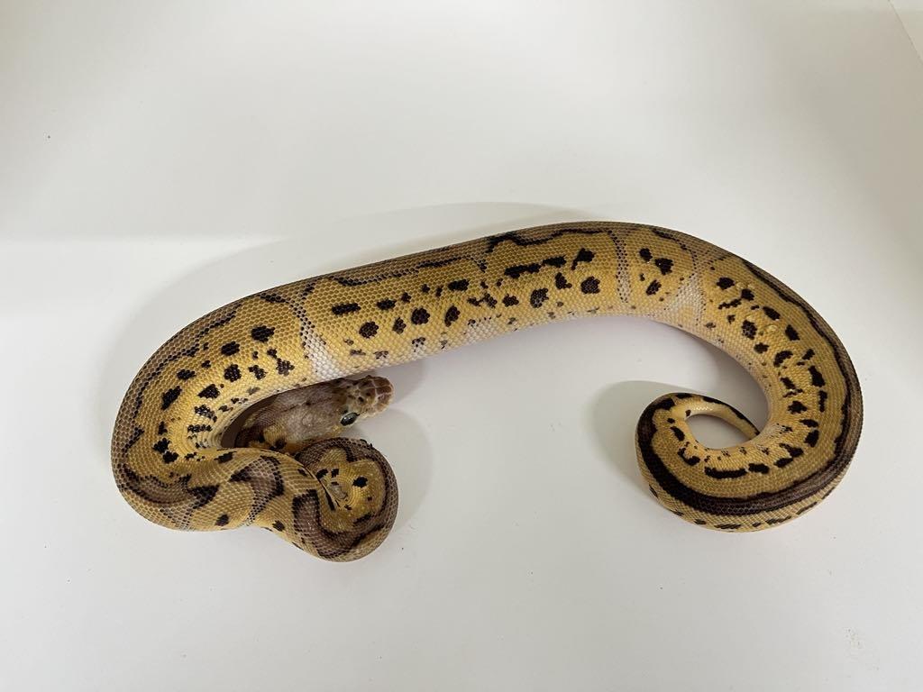 Krajta královská (Python regius)