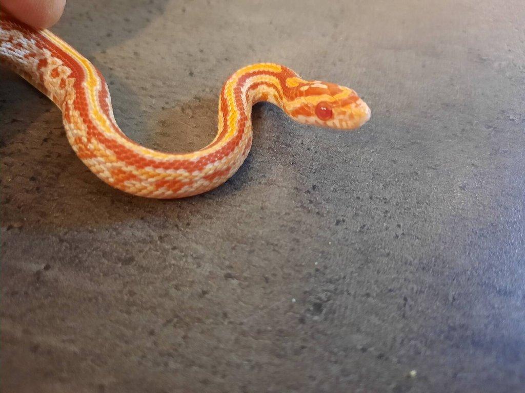 Užovka červená tessera albino