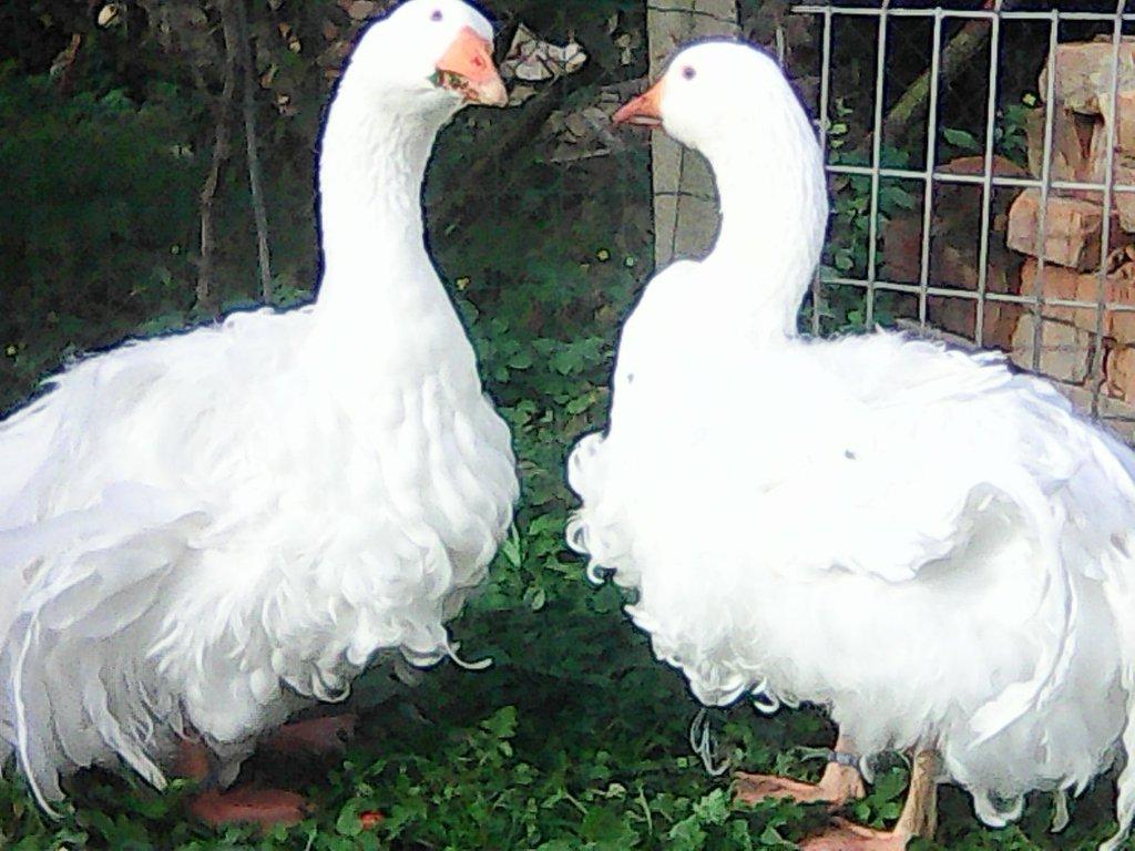 sebastopolska husa---kadeřava