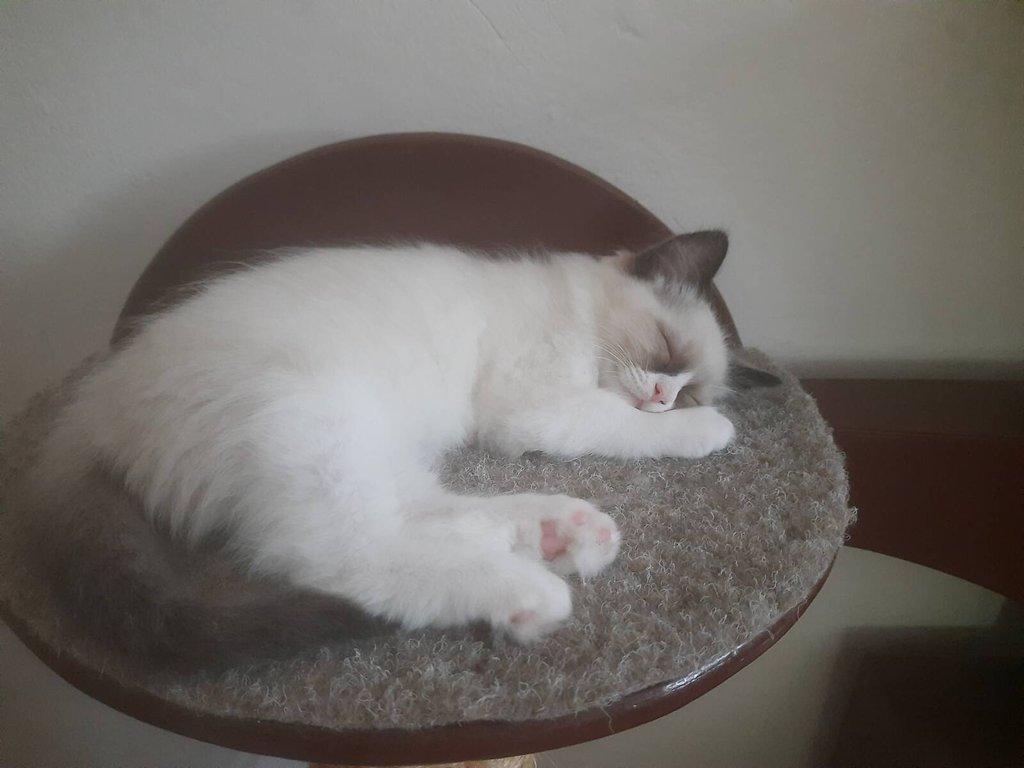 Ragdoll