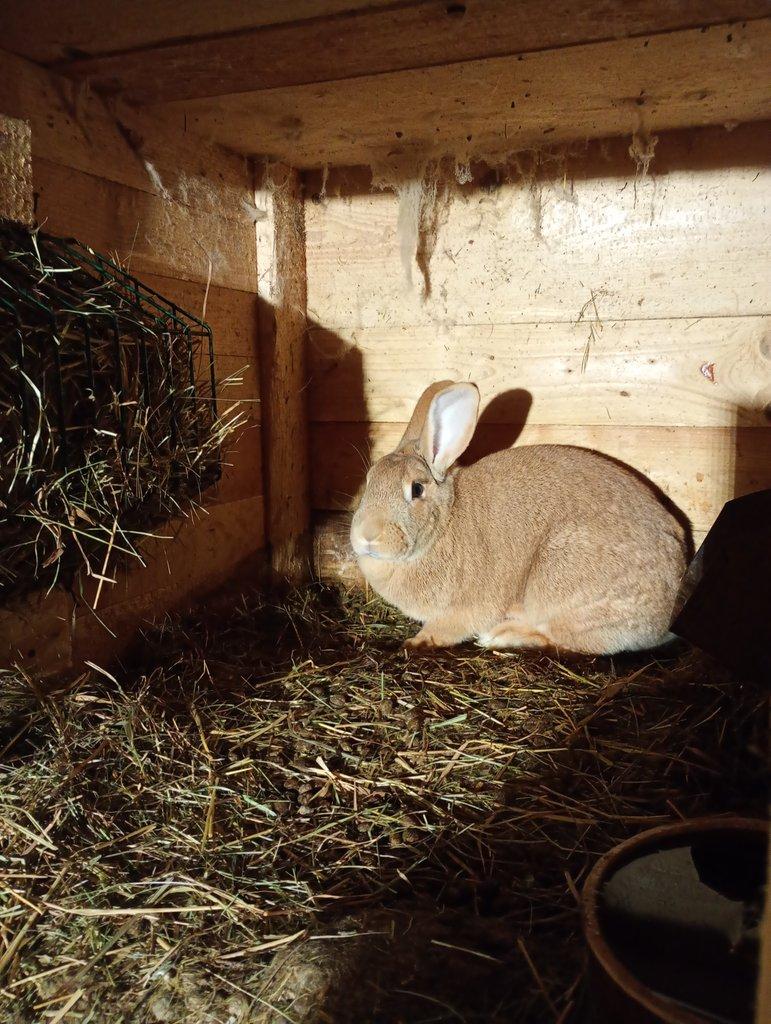 Prodám poslední králíky na prodej..........