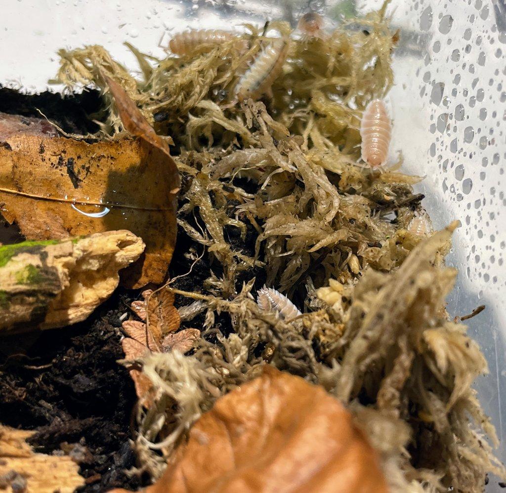 Isopodi (Porcellio Sevilla caramel)