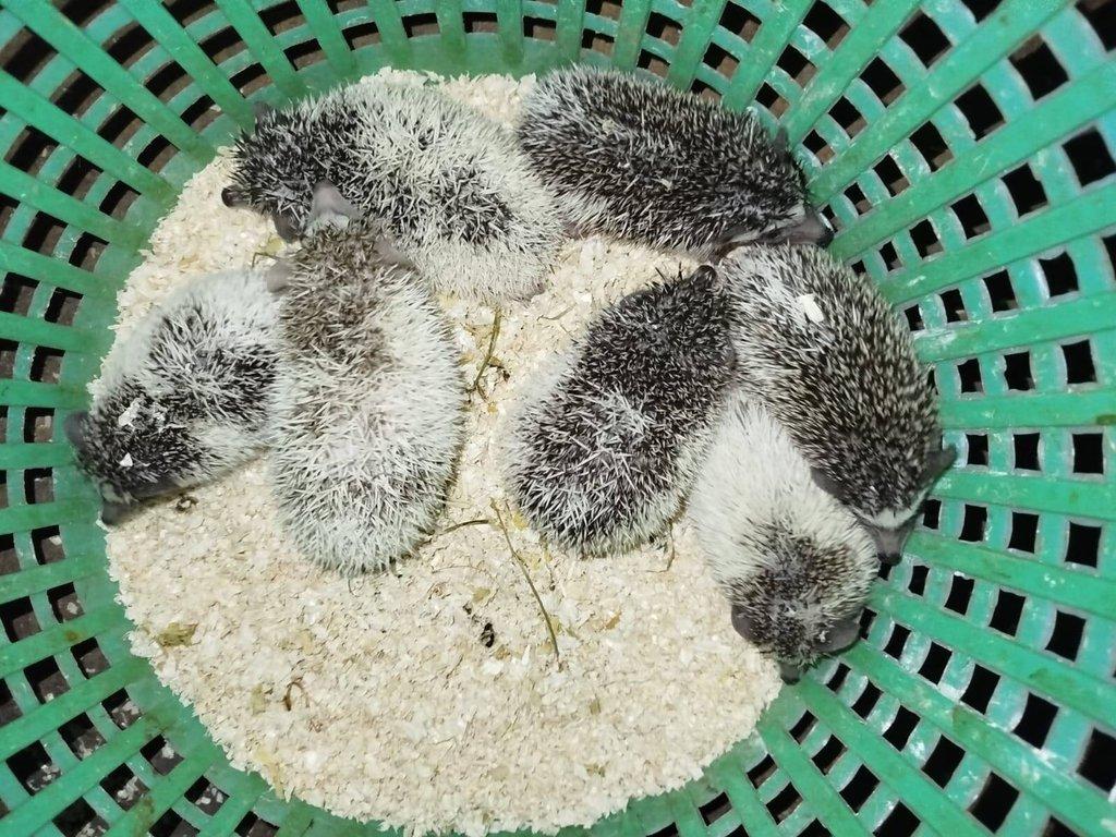 Mláďata ježků bělobřichých na prodej