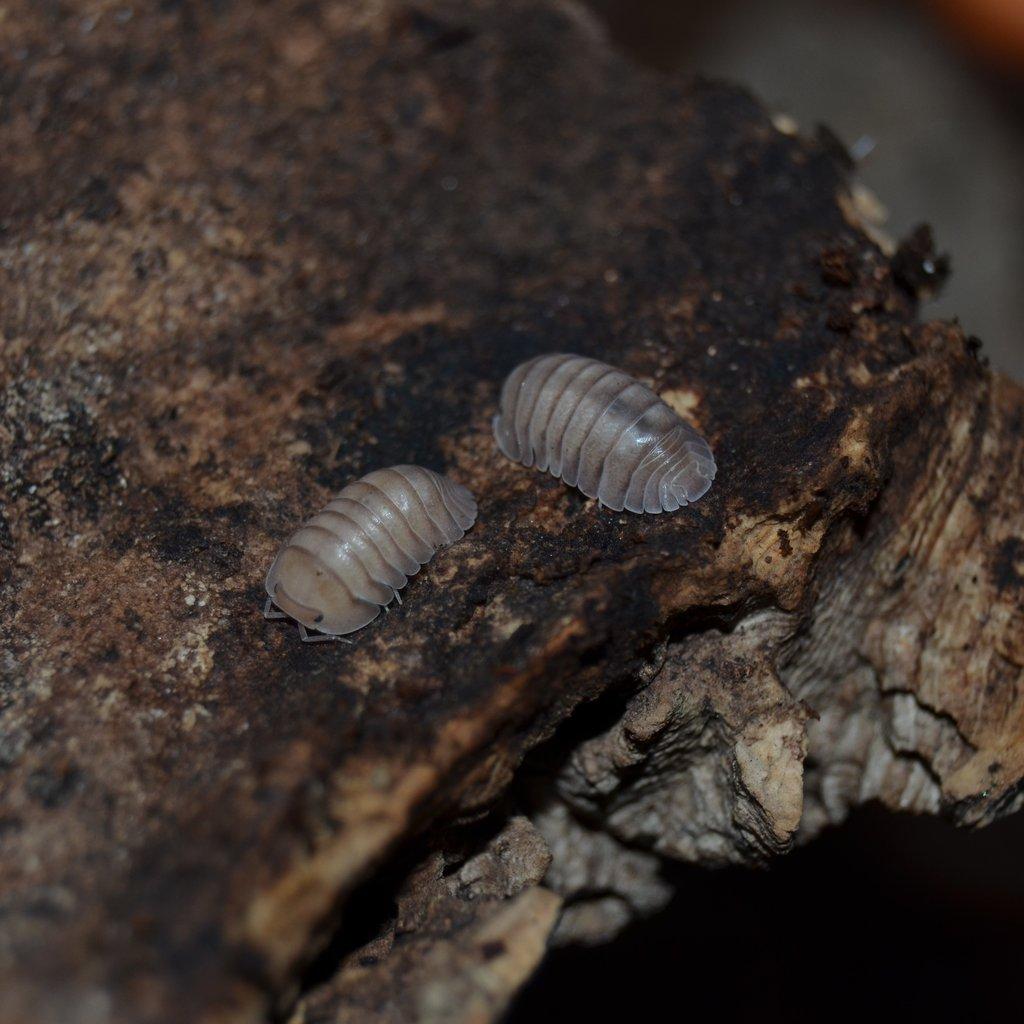 ISOPODY·STÍNKY - Fauna trhy Ostrava 15.2.