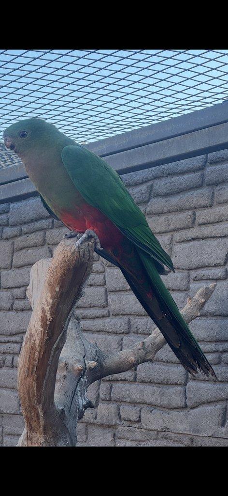 Papoušek královský 0.1 chovná samice 10let+