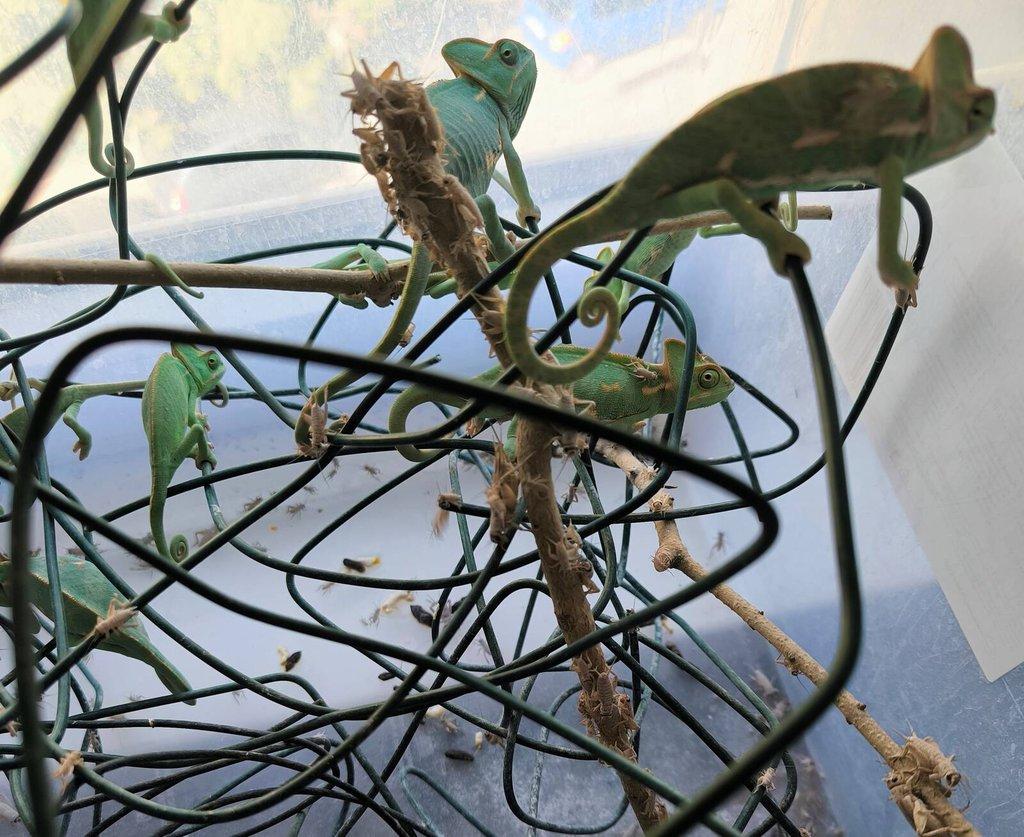 Prodám Chameleon jemenský - Chameleo calyptratus PIEBALD