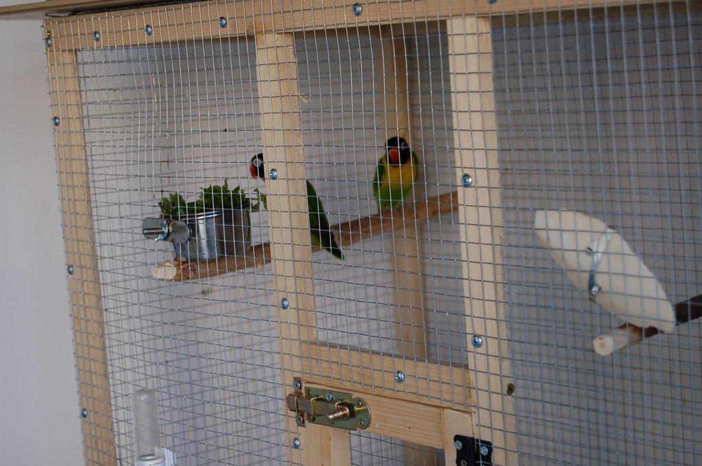 Prodám pár agapornis škraboškových i s klecí