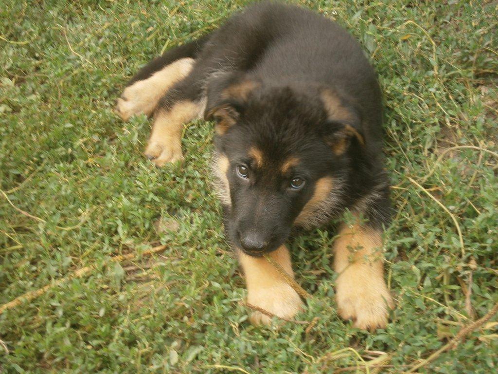 Prodám pejsky a fenky Německého ovčáka