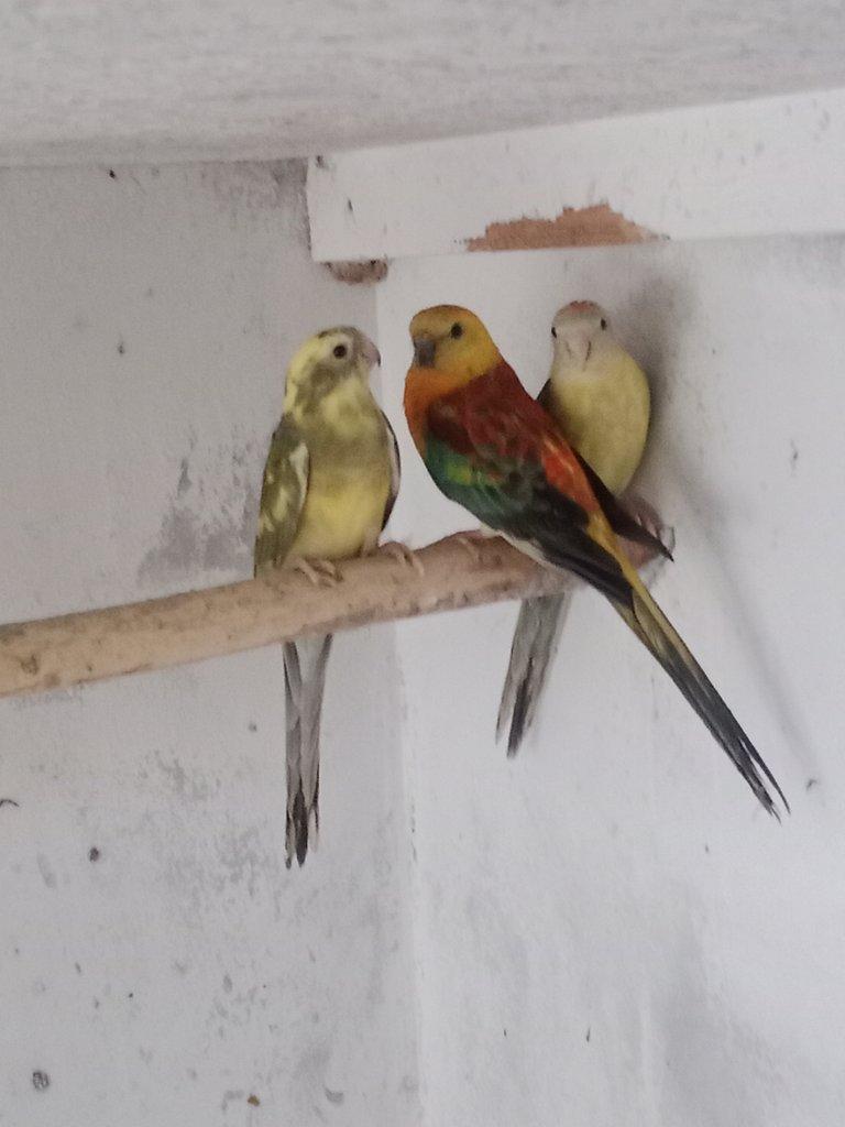 Prodám  papoušek zpěvavý