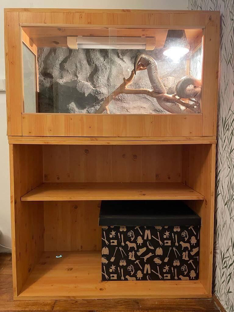 Daruji samici a samce krajty královské vč. terária