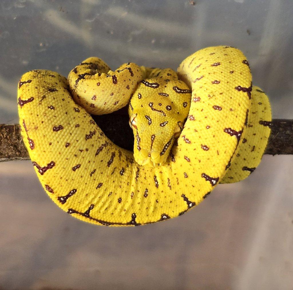 Morelia azurea pulcher (viridis)