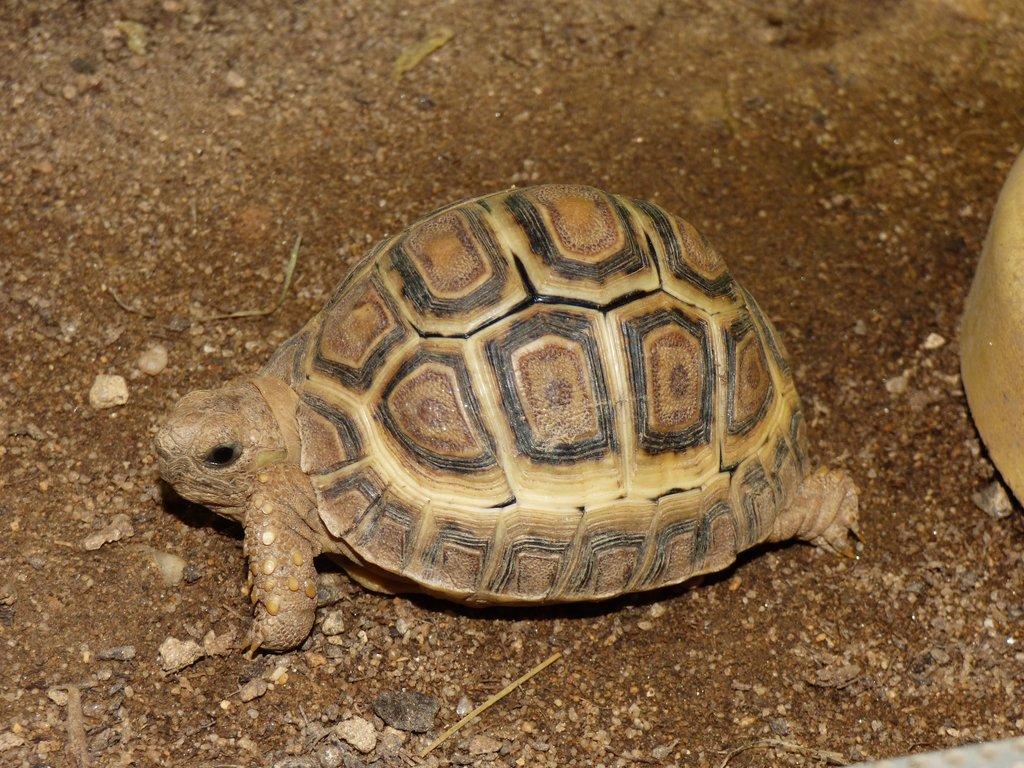 Želva pardálí (Stigmochelys pardalis)