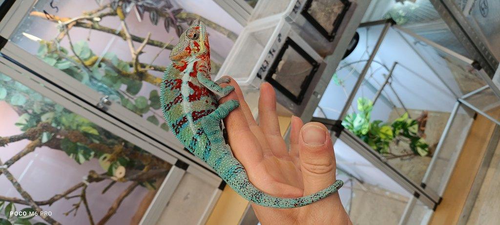 Chameleon pardálí , Furcifer pardalis pár 3000,- ( 120€ )