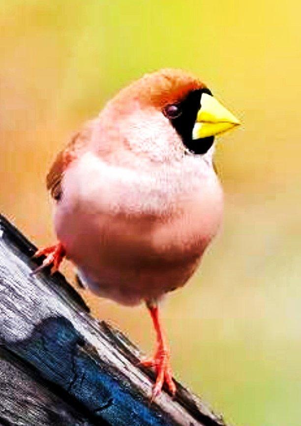 Pásovník škraboškový a kratkoocasý