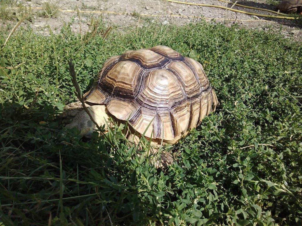 Želvy ostruhaté - sulcaty