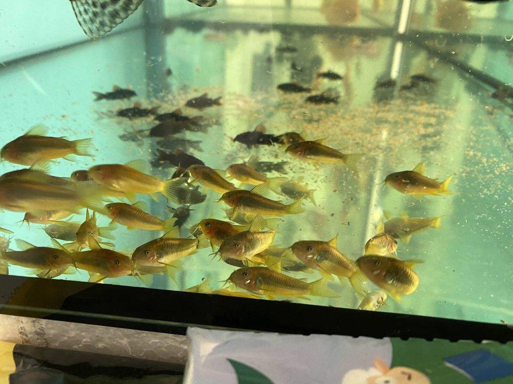 Corydoras gold laser sp. CW010