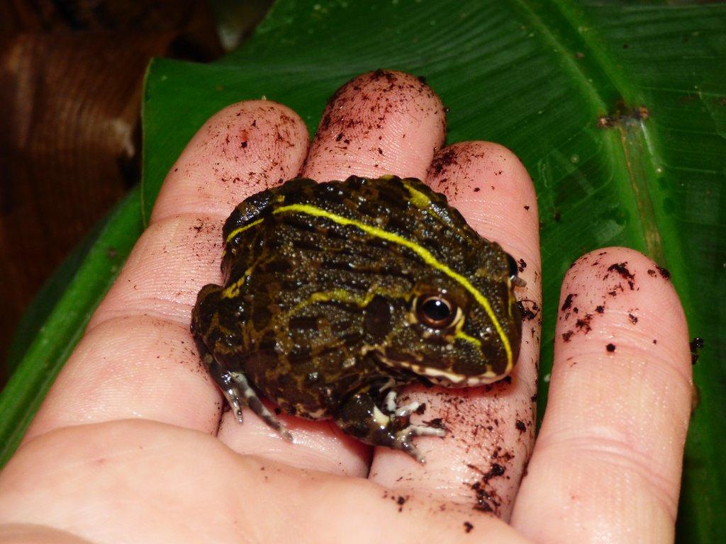 Hrabatka drsná (Pyxicephalus adspersus)