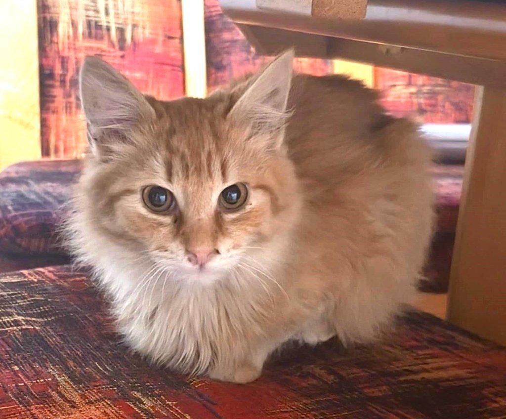 Kocourek Hubert hledá nový domov