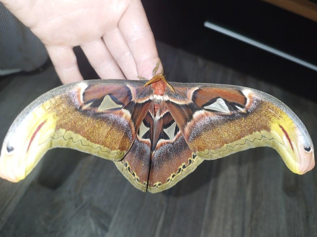 Attacus atlas