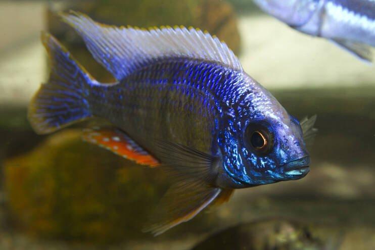 Protomelas steveni Taiwan Reef