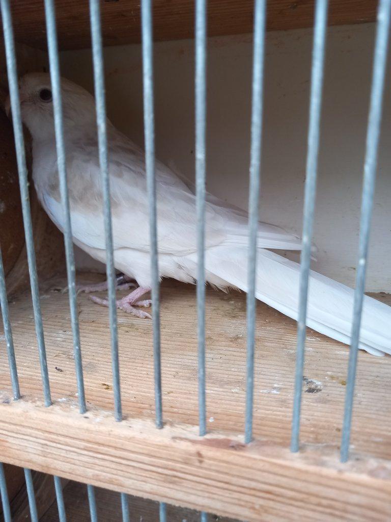 Rozela pestrá  albino