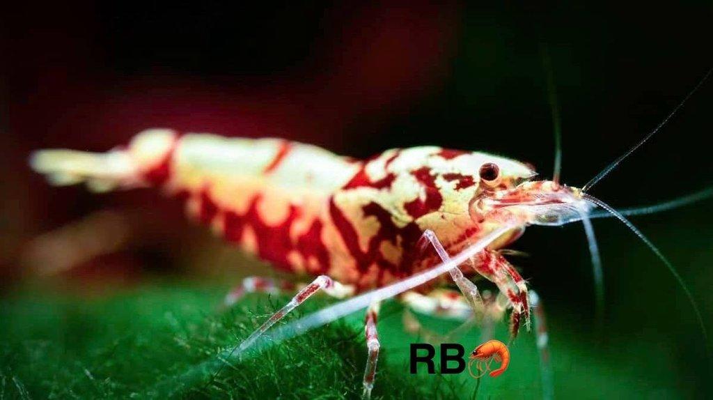 TOP PREMIUM AKVA KREVETKY Caridina a Neocaridina - Odchovy