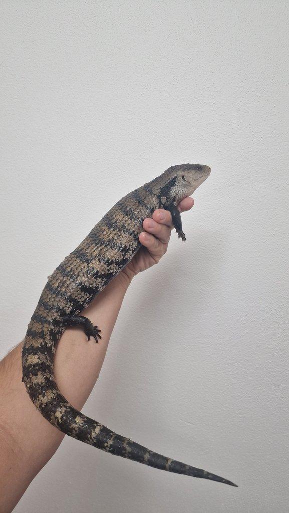 Tilikva obrovská ( Tiliqua gigas evanescens ) NZ Německo