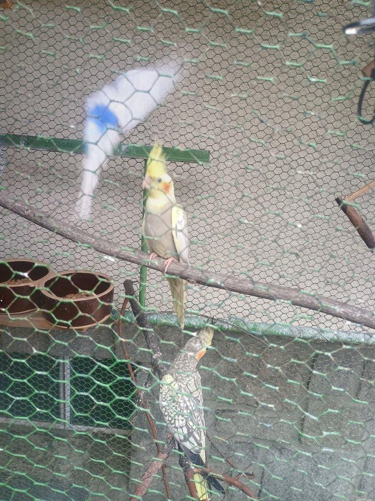 Korela, andulka